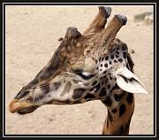 giraffe1977