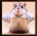 ratoncito75