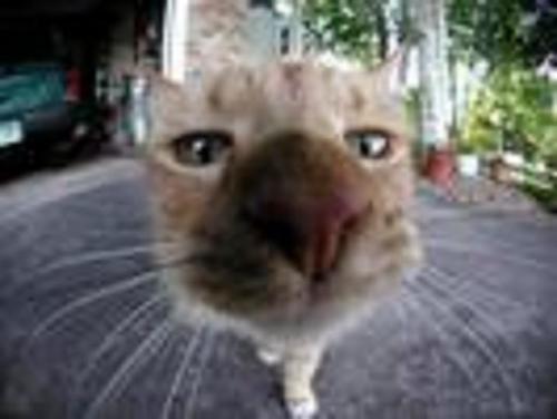 LouPapy