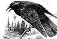crowes