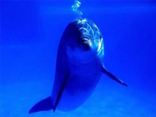 EccoTheDolphin