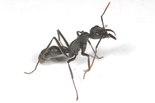 Kuroari