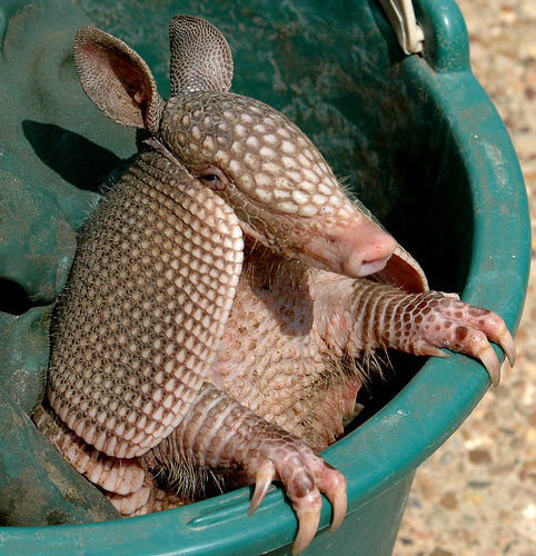 armadilo