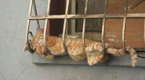cholomi