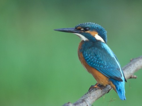 icebird33