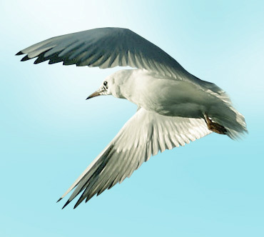 LarusHenekus