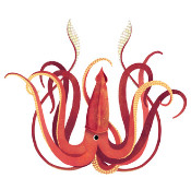 julioriffel