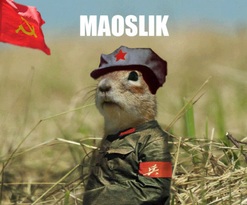 maciusN