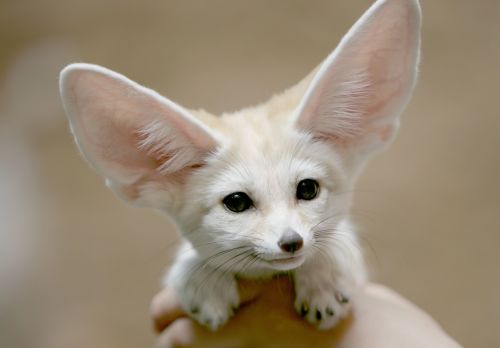 bbchanchis