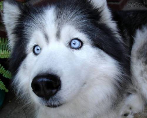 husky333