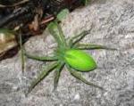 SPINNE840