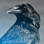 corvusim