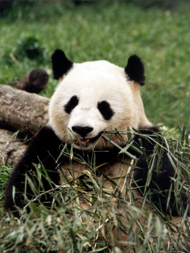 PokerPanda101