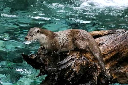 theholyotter