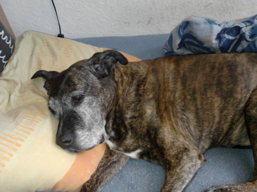 ombre78er