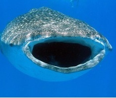 thebiggestfishalive