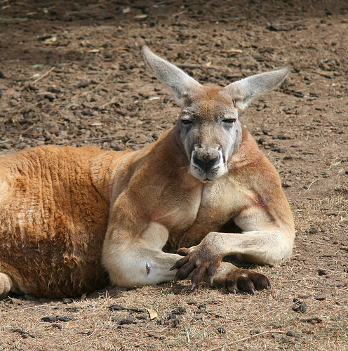 Shakes466