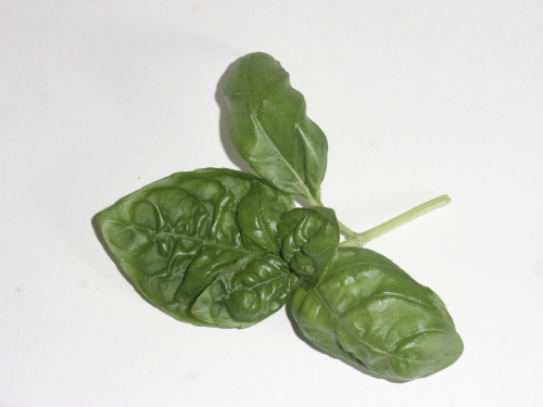 RJEwing
