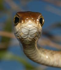 Boomslang