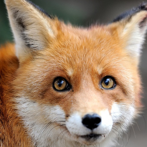 Wustenfuchs