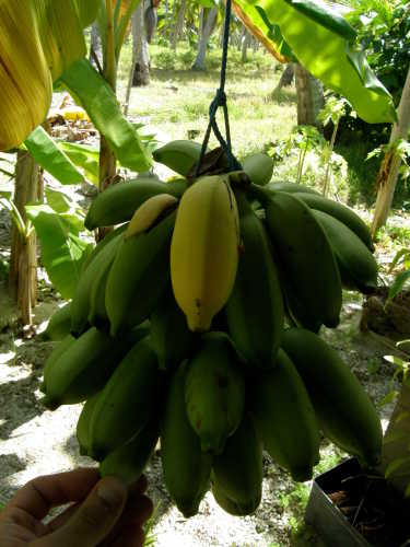 rurutu