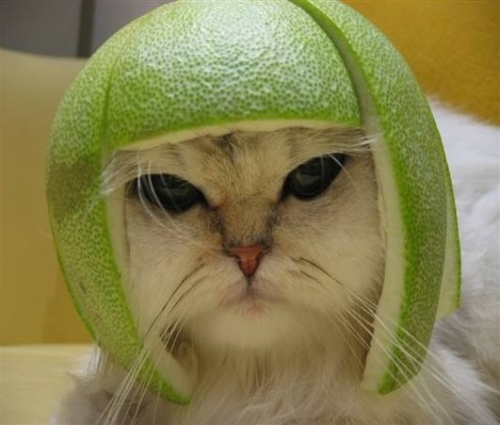 catstalents