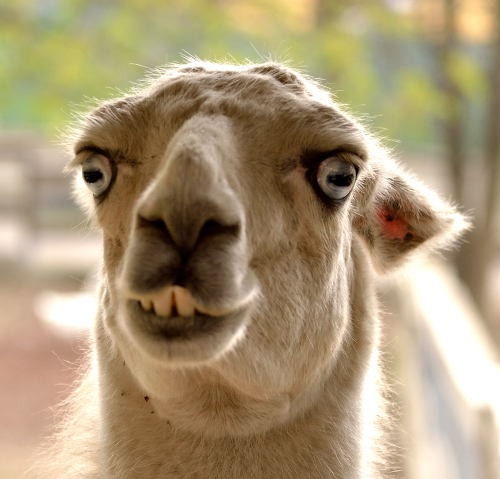mioda