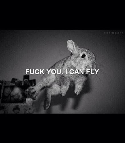 flyhigh4iq