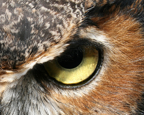 Daimonoi