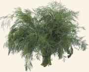 Lyufer