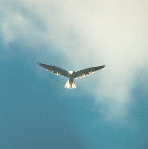 WhiteKite