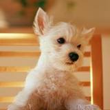 LittleKonred