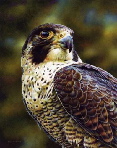 THCFalcon