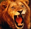 lionvictor